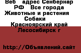 Веб – адрес Сенбернар.РФ - Все города Животные и растения » Собаки   . Красноярский край,Лесосибирск г.